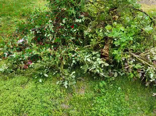 Bush Trimming by Megan Morales for John C. in Fredericksburg, VA
