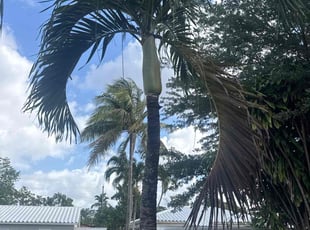 Cleanups by Lajayvar Negrin for Ellen M. in Miami, FL