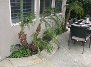 Concepcion C.'s Lawn Mowing service result