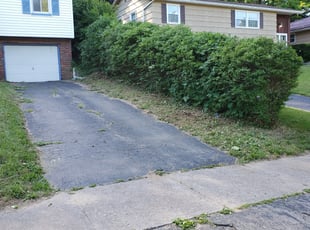 Bush Trimming by Christopher Weimer for Jaffa G. in Rochester, NY