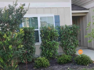 Bush Trimming by Deaunce Gidrey for Jacobi O. in San Antonio, TX