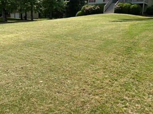Tonia I.'s Grass Cutting service result