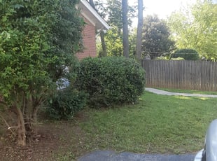 Bush Trimming by Matt Ashworth for Varisha R. in Nashville, TN