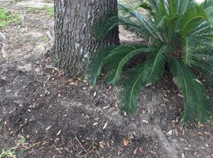 Cleanups by Oswaldo Hernandez for Emily w. in Katy, TX