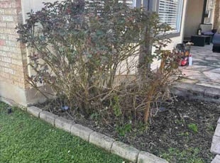 Bush Trimming by Rene Gabriel Ramirez for Achyta M. in Round Rock, TX