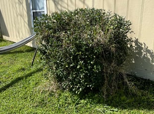 Bush Trimming by Henry Mack for Kayla N. in Jacksonville, FL