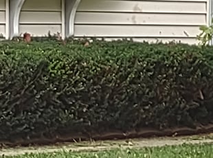 Bush Trimming by Shonna Wilkinson for Affiong V. in Des Moines, IA