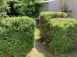 Bush Trimming by Gregory Hearn for Candice A. in Memphis, TN