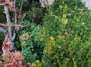 Weeding by Joseph Murdock for Jennifer A. in Tulsa, OK