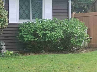 Bush Trimming by Robert Martin for Katie E. in Bothell, WA