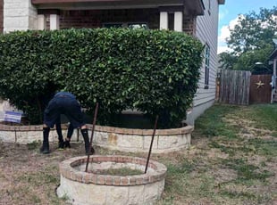 Bush Trimming by Rene Hernandez for Tenisha B. in San Antonio, TX