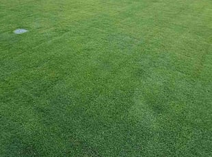 Adria L.'s Lawn Mowing service result