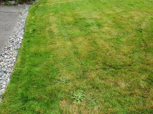 Cleanups by Rikis Oliva for Geoffrey W. in Kenmore, WA