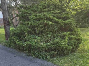 Bush Trimming by Joshua Bauer for Jeannine K. in Pittsburgh, PA