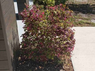 Bush Trimming by Curtis Campbell for Susanna A. in Sarasota, FL