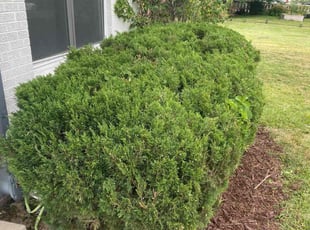 Bush Trimming by Adameus Marcum for Brynn O. in Denver, CO