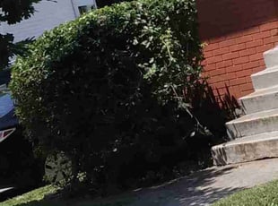 Bush Trimming by Chris Slone for Daisy R. in Louisville, KY