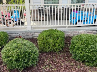 Bush Trimming by Dominque Medlin for Sharon D. in Holly Springs, NC