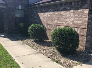 Bush Trimming by Randy Kingdon for Dan D. in Kyle, TX