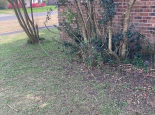 Bush Trimming by Blake Butler for Steven K. in Baton Rouge, LA