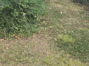 Bush Trimming by Douglas McClelland for Frederick P. in Birmingham, AL