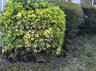 Bush Trimming by Elvis Pintado for Nghia H. in Seminole, FL