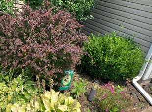 Weeding by Thomas Simmons for Tonya D. in Matteson, IL
