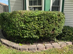 Bush Trimming by Steven Moreira for Samantha M. in Virginia Beach, VA