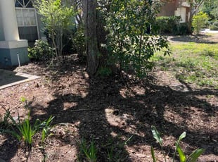 Leaf Removal by Daniel Gonzalez for Deaundrea W. in Valrico, FL