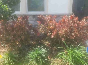 Bush Trimming by Jeremy Wood for myshanda g. in Plant City, FL