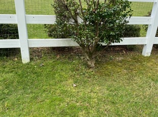 Bush Trimming by Padra Spencer for Dietrich S. in Virginia Beach, VA