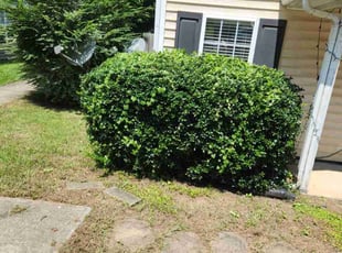Bush Trimming by Daniel Hancock for Jonathan S. in Durham, NC