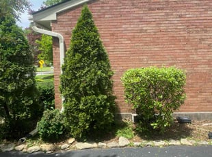 Bush Trimming by Jacquel Johnson for Joyce S. in Louisville, KY