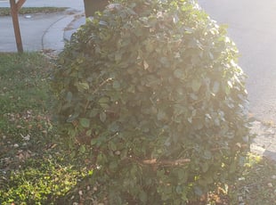 Bush Trimming by Marie Torres for Mode S. in Greensboro, NC
