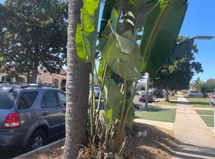 Bush Trimming by Fernando Gomez Rodriguez for Elijah H. in Los Angeles, CA