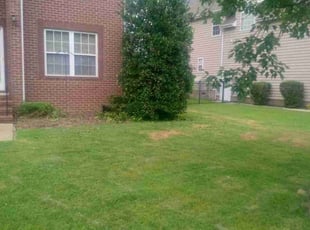 BRUCE C.'s Bush Trimming service result