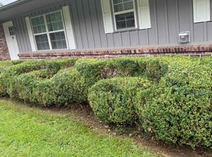 Bush Trimming by Carlos Ortiz for Spencer W. in Rogers, AR