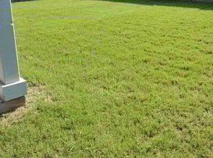 Donna R.'s Grass Cutting service result