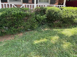 Damian H.'s Bush Trimming service result