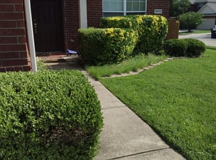 Bush Trimming by Miguel Perez for Carlos B. in Denton, TX
