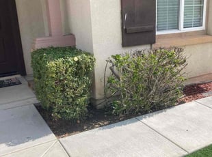 Bush Trimming by Hugo Lopez for Ruben M. in Menifee, CA