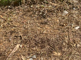 Cleanups by Edward Wilder for Christopher C. in Greenbelt, MD
