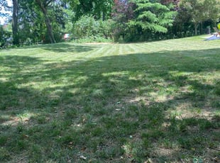 Hector V.'s Lawn Care service result