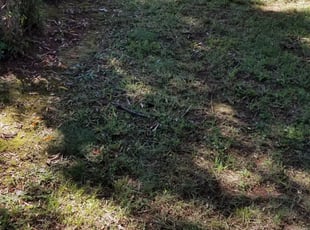 Bush Trimming by John Williams for Kimberly P. in Charlotte, NC
