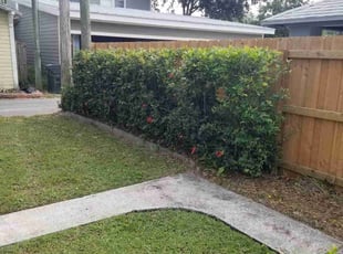 Bush Trimming by Raoul louza for Jesse P. in Lakeland, FL