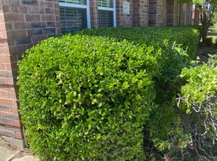Bush Trimming by Ivan Pichardo for Legend H. in Cedar Hill, TX