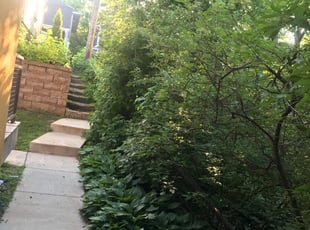 Bush Trimming by Nino Delmonte for Charlotte S. in Minneapolis, MN