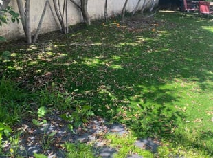 Leaf Removal by Eduardo Flores for Jacob S. in Los Angeles, CA