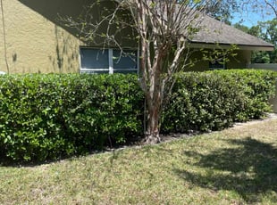 Leaf Removal by Ben Conlon for Toni S. in Sarasota, FL