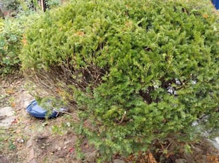 Bush Trimming by Bob Gilbert for Joseph S. in Pittsburgh, PA